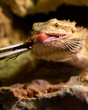 feeding tongs